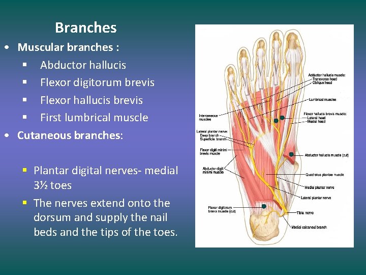 Branches • Muscular branches : § Abductor hallucis § Flexor digitorum brevis § Flexor