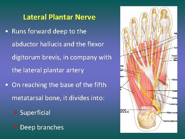 Lateral Plantar Nerve • Runs forward deep to the abductor hallucis and the flexor