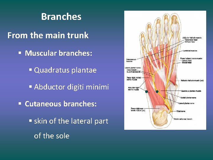 Branches From the main trunk § Muscular branches: § Quadratus plantae § Abductor digiti
