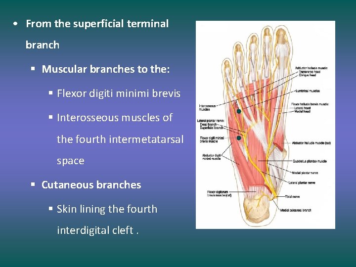  • From the superficial terminal branch § Muscular branches to the: § Flexor
