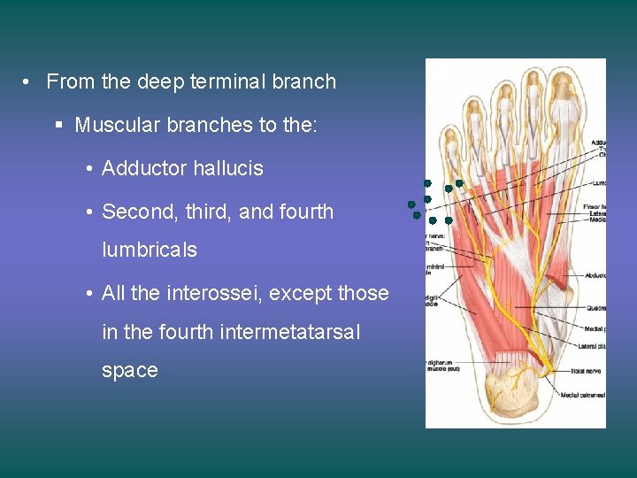  • From the deep terminal branch § Muscular branches to the: • Adductor