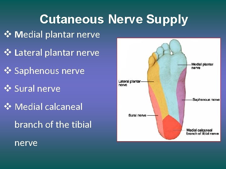 Cutaneous Nerve Supply v Medial plantar nerve v Lateral plantar nerve v Saphenous nerve