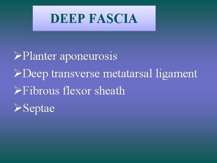 DEEP FASCIA ØPlanter aponeurosis ØDeep transverse metatarsal ligament ØFibrous flexor sheath ØSeptae 