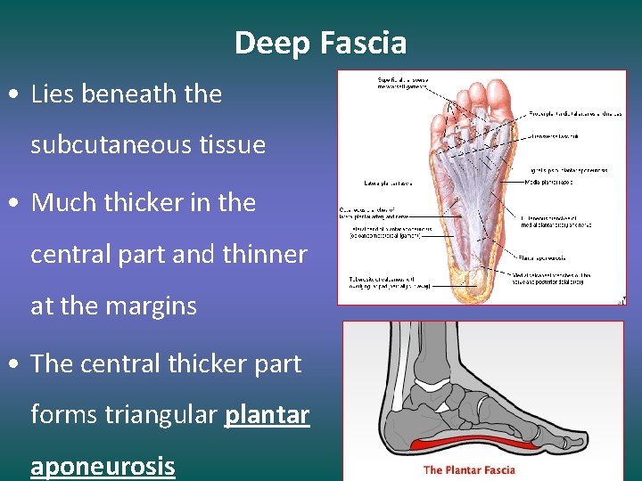 Deep Fascia • Lies beneath the subcutaneous tissue • Much thicker in the central