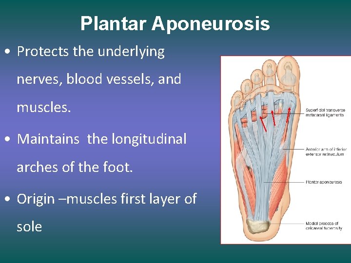 Plantar Aponeurosis • Protects the underlying nerves, blood vessels, and muscles. • Maintains the