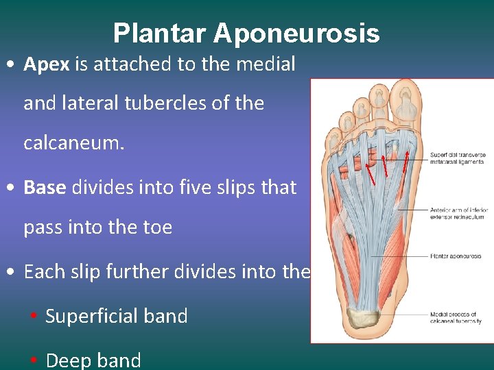 Plantar Aponeurosis • Apex is attached to the medial and lateral tubercles of the