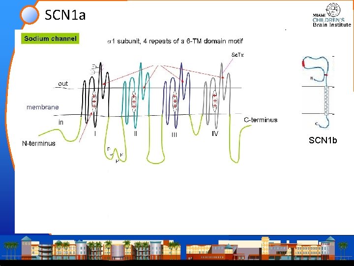 SCN 1 a SCN 1 b 