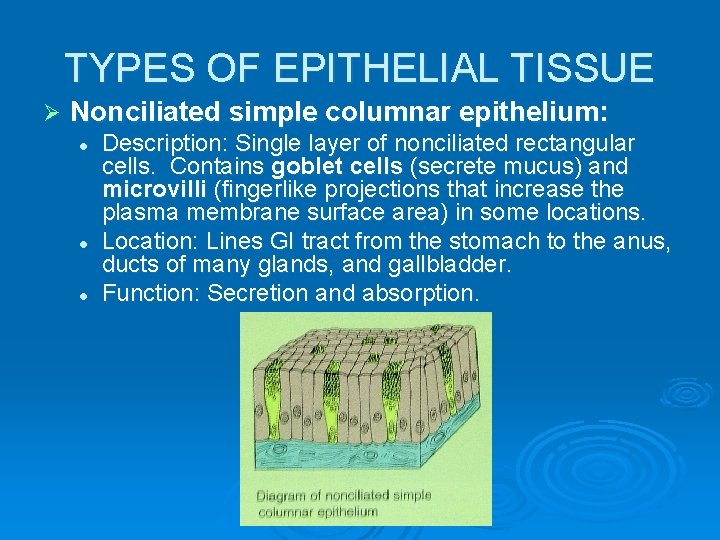 TYPES OF EPITHELIAL TISSUE Ø Nonciliated simple columnar epithelium: l l l Description: Single