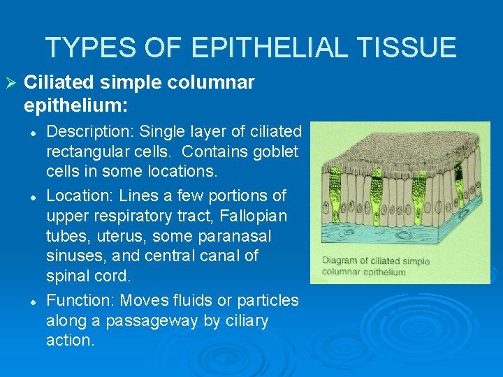 TYPES OF EPITHELIAL TISSUE Ø Ciliated simple columnar epithelium: l l l Description: Single