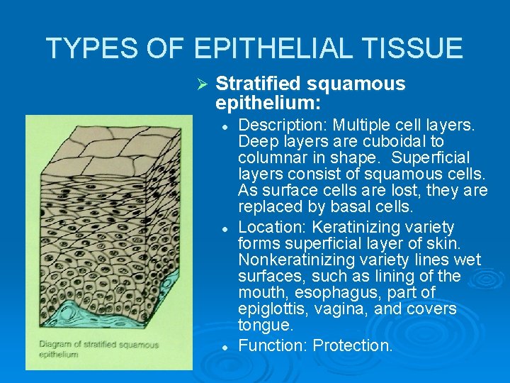 TYPES OF EPITHELIAL TISSUE Ø Stratified squamous epithelium: l l l Description: Multiple cell