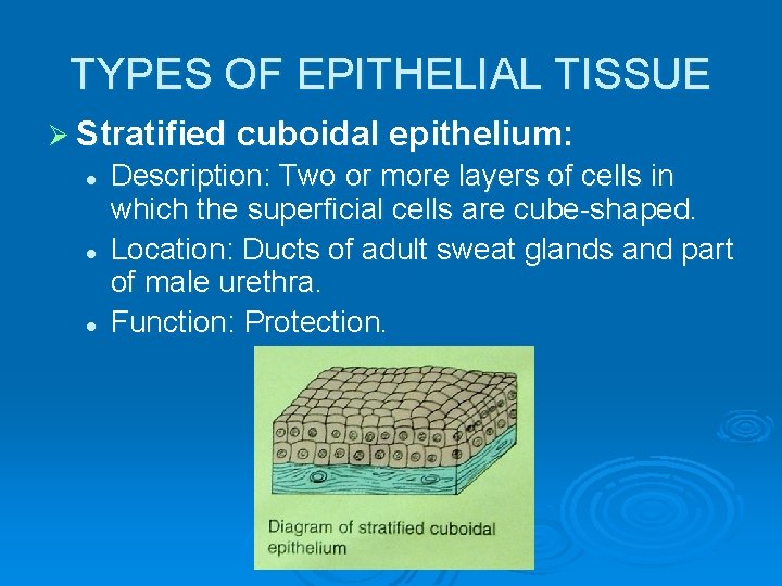 TYPES OF EPITHELIAL TISSUE Ø Stratified cuboidal epithelium: l l l Description: Two or