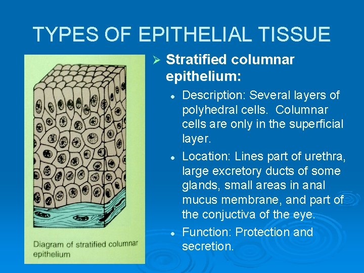 TYPES OF EPITHELIAL TISSUE Ø Stratified columnar epithelium: l l l Description: Several layers