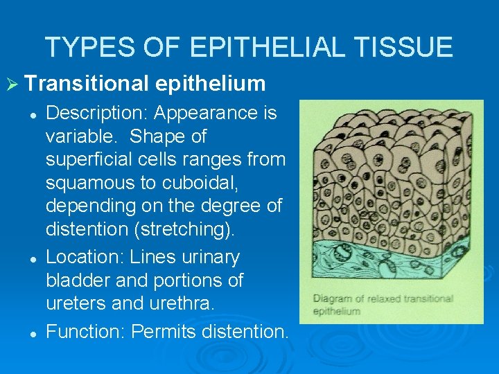 TYPES OF EPITHELIAL TISSUE Ø Transitional epithelium l l l Description: Appearance is variable.