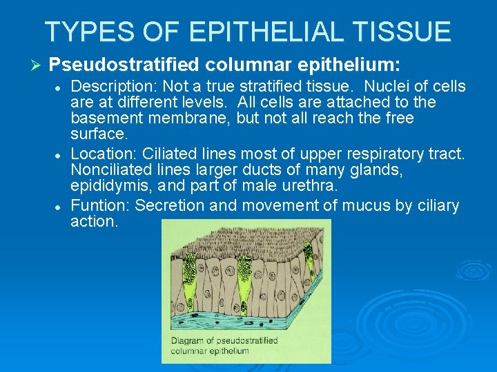 TYPES OF EPITHELIAL TISSUE Ø Pseudostratified columnar epithelium: l l l Description: Not a