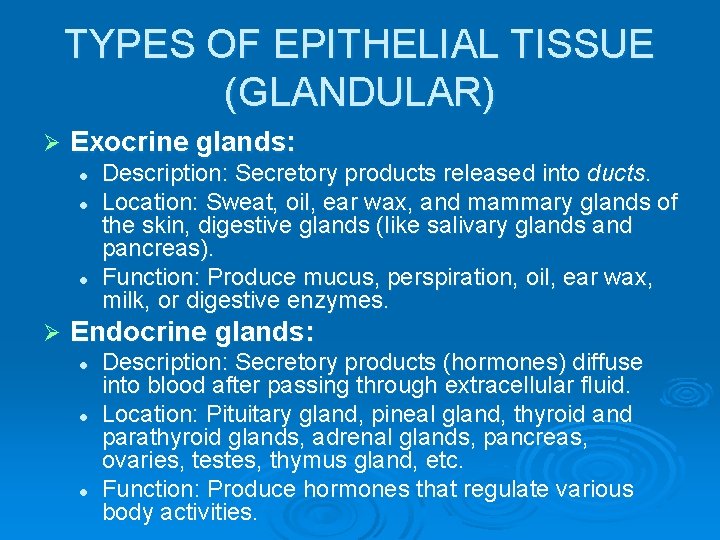 TYPES OF EPITHELIAL TISSUE (GLANDULAR) Ø Exocrine glands: l l l Ø Description: Secretory