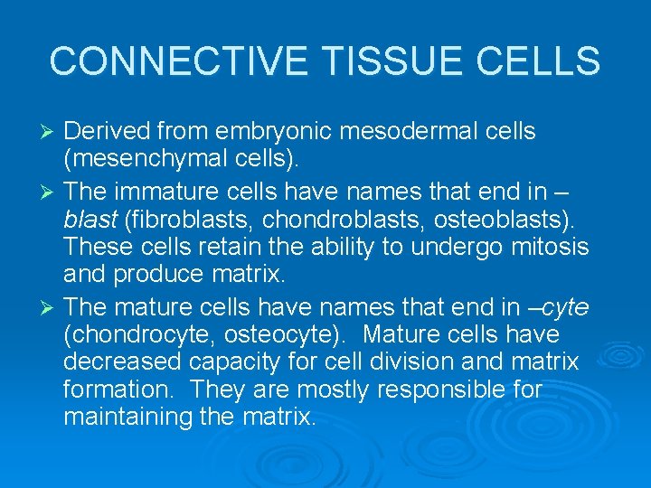 CONNECTIVE TISSUE CELLS Derived from embryonic mesodermal cells (mesenchymal cells). Ø The immature cells