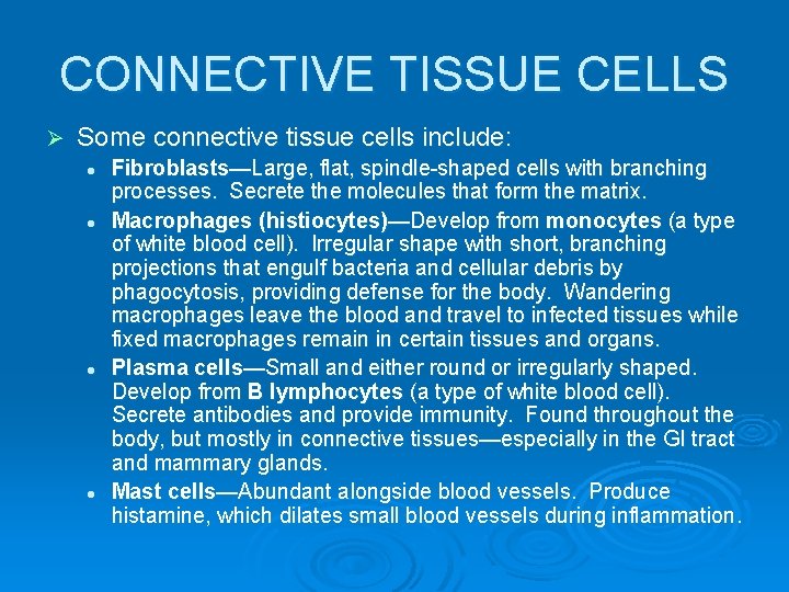 CONNECTIVE TISSUE CELLS Ø Some connective tissue cells include: l l Fibroblasts—Large, flat, spindle-shaped