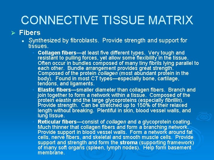 CONNECTIVE TISSUE MATRIX Ø Fibers l Synthesized by fibroblasts. Provide strength and support for