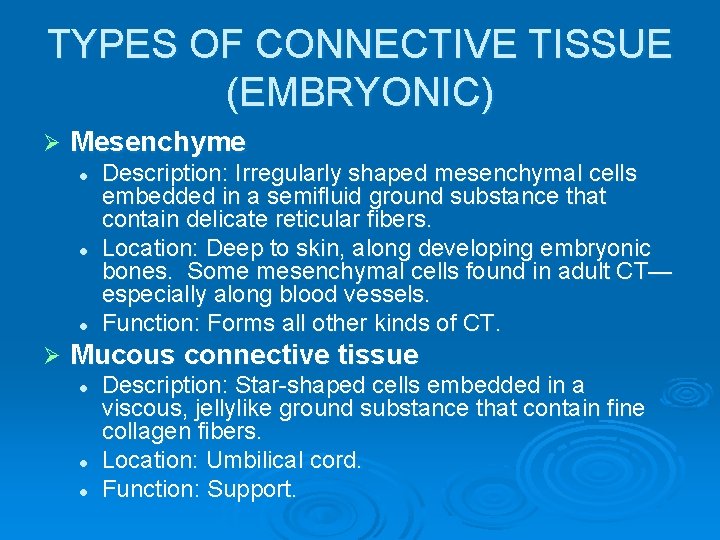 TYPES OF CONNECTIVE TISSUE (EMBRYONIC) Ø Mesenchyme l l l Ø Description: Irregularly shaped