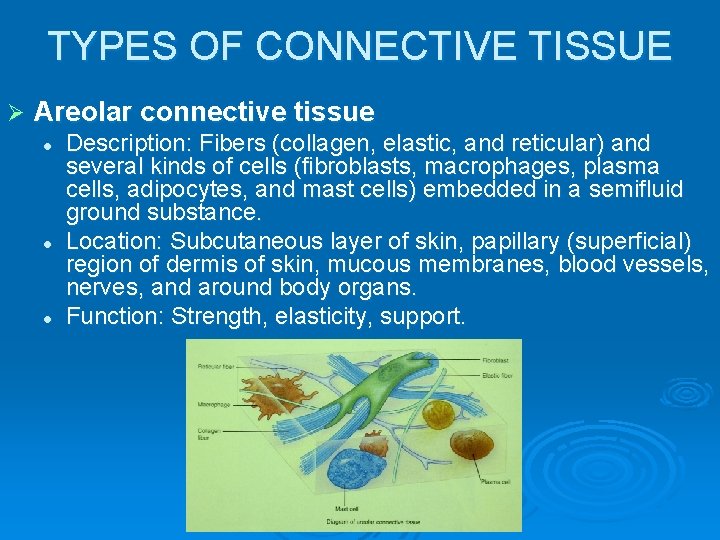 TYPES OF CONNECTIVE TISSUE Ø Areolar connective tissue l l l Description: Fibers (collagen,