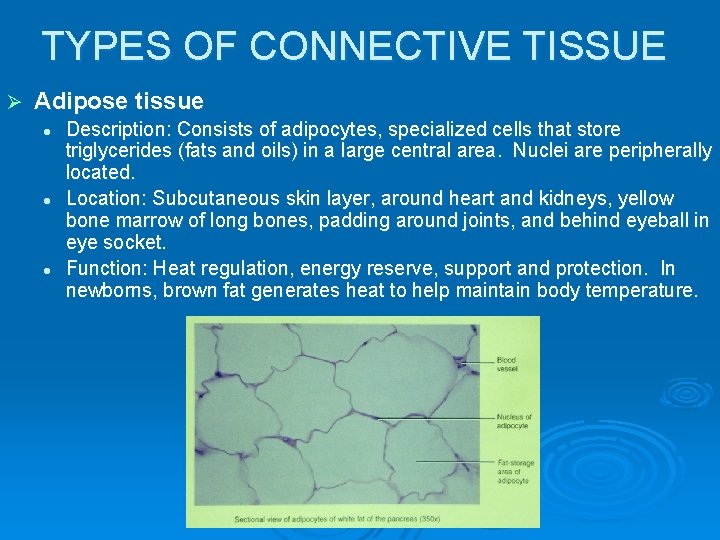 TYPES OF CONNECTIVE TISSUE Ø Adipose tissue l l l Description: Consists of adipocytes,