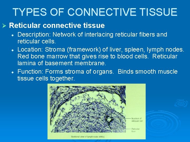 TYPES OF CONNECTIVE TISSUE Ø Reticular connective tissue l l l Description: Network of