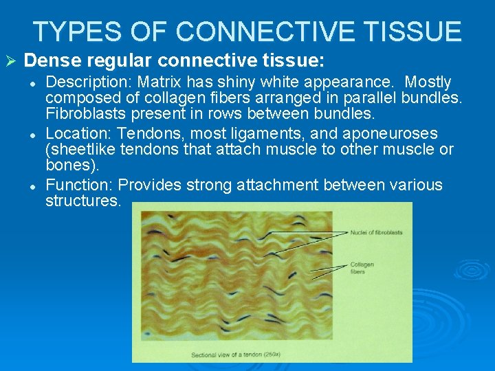 TYPES OF CONNECTIVE TISSUE Ø Dense regular connective tissue: l l l Description: Matrix