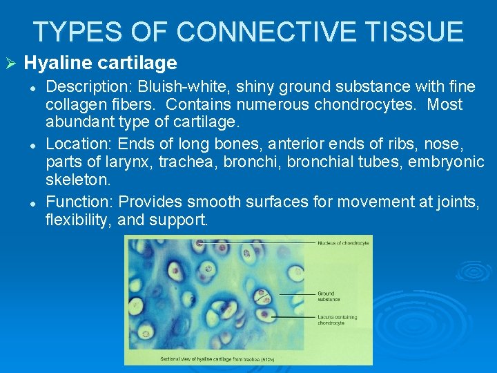 TYPES OF CONNECTIVE TISSUE Ø Hyaline cartilage l l l Description: Bluish-white, shiny ground