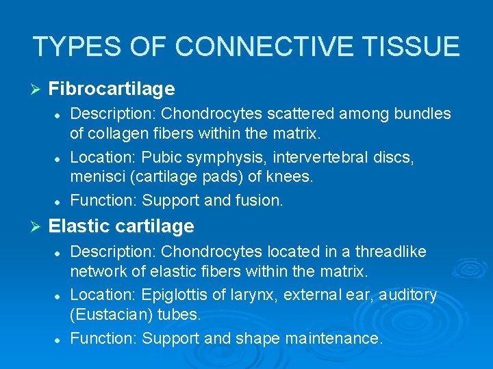 TYPES OF CONNECTIVE TISSUE Ø Fibrocartilage l l l Ø Description: Chondrocytes scattered among