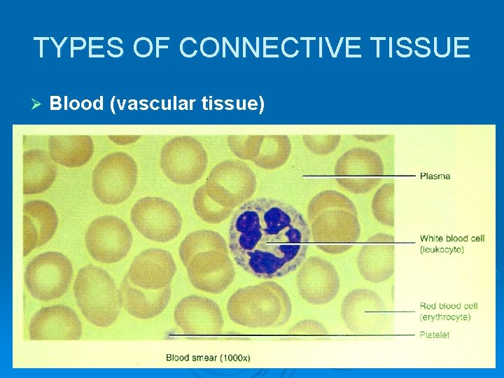 TYPES OF CONNECTIVE TISSUE Ø Blood (vascular tissue) 