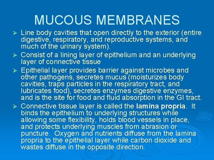 MUCOUS MEMBRANES Line body cavities that open directly to the exterior (entire digestive, respiratory,