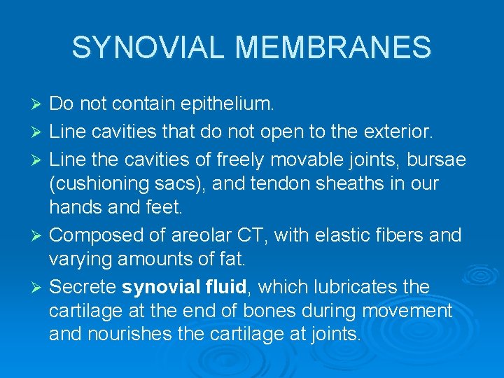 SYNOVIAL MEMBRANES Do not contain epithelium. Ø Line cavities that do not open to