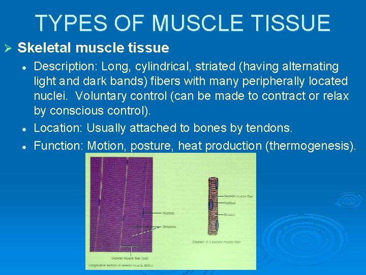 TYPES OF MUSCLE TISSUE Ø Skeletal muscle tissue l l l Description: Long, cylindrical,