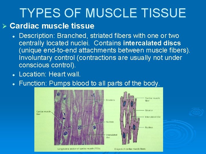TYPES OF MUSCLE TISSUE Ø Cardiac muscle tissue l l l Description: Branched, striated
