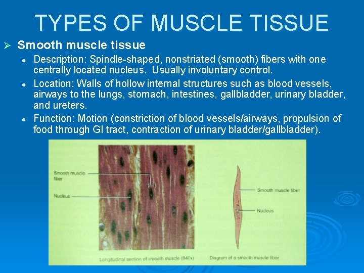 TYPES OF MUSCLE TISSUE Ø Smooth muscle tissue l l l Description: Spindle-shaped, nonstriated