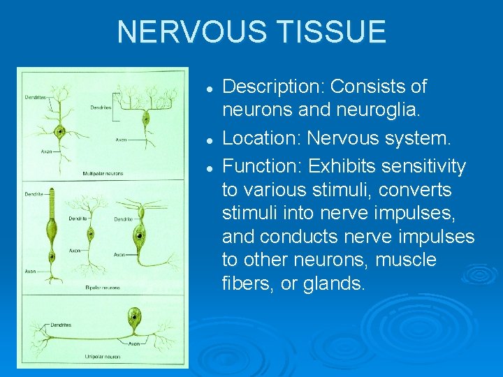 NERVOUS TISSUE l l l Description: Consists of neurons and neuroglia. Location: Nervous system.