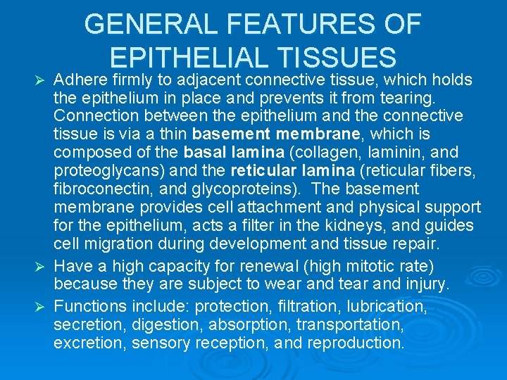 GENERAL FEATURES OF EPITHELIAL TISSUES Adhere firmly to adjacent connective tissue, which holds the