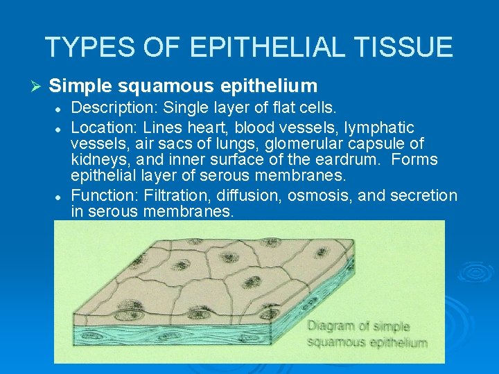 TYPES OF EPITHELIAL TISSUE Ø Simple squamous epithelium l l l Description: Single layer