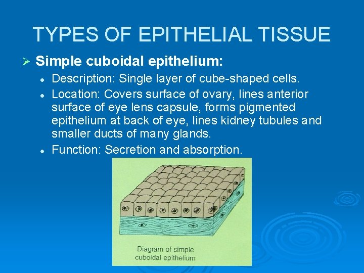 TYPES OF EPITHELIAL TISSUE Ø Simple cuboidal epithelium: l l l Description: Single layer