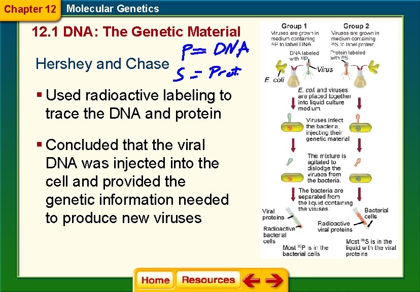 Chapter 12 Molecular Genetics 12. 1 DNA: The Genetic Material Hershey and Chase §
