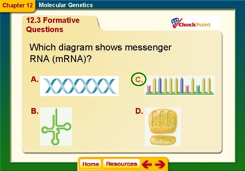 Chapter 12 Molecular Genetics 12. 3 Formative Questions Which diagram shows messenger RNA (m.