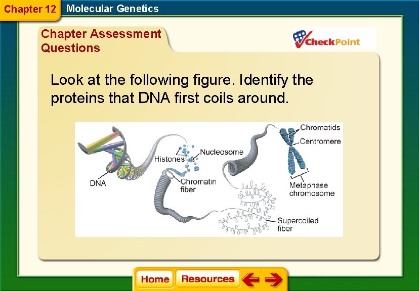 Chapter 12 Molecular Genetics Chapter Assessment Questions Look at the following figure. Identify the