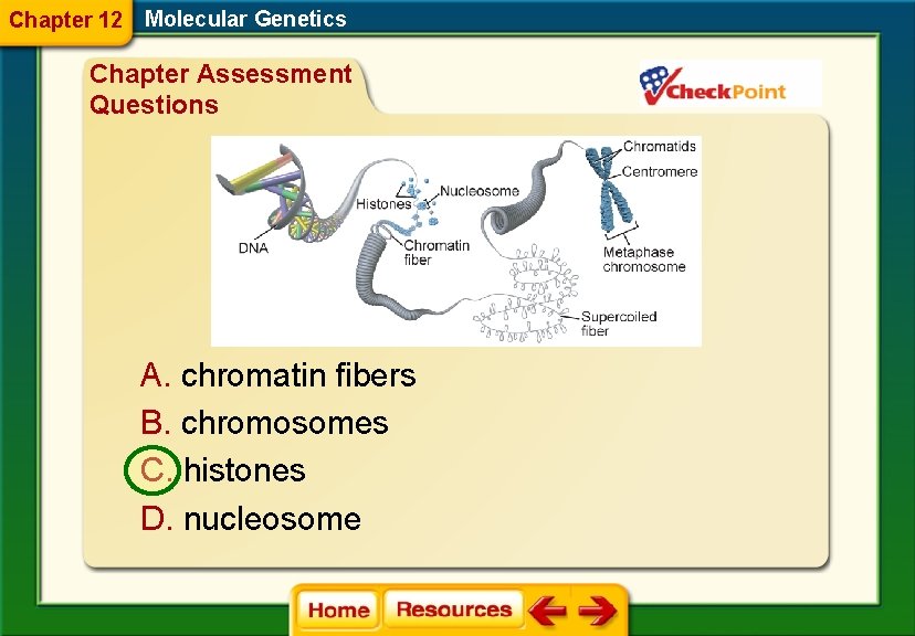 Chapter 12 Molecular Genetics Chapter Assessment Questions A. chromatin fibers B. chromosomes C. histones