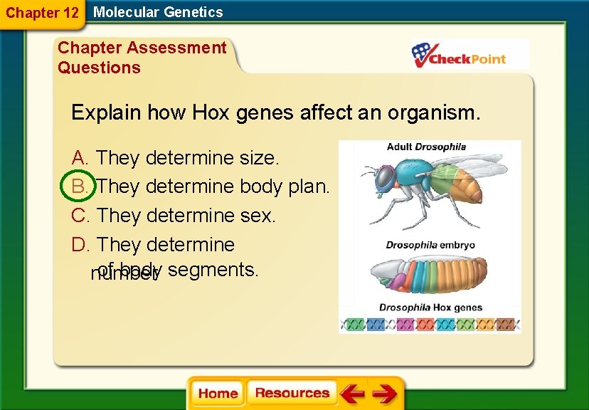 Chapter 12 Molecular Genetics Chapter Assessment Questions Explain how Hox genes affect an organism.