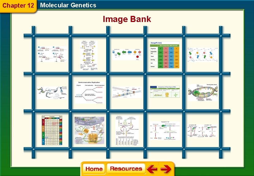 Chapter 12 Molecular Genetics Image Bank 