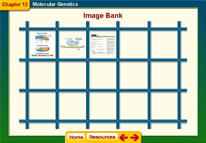 Chapter 12 Molecular Genetics Image Bank 