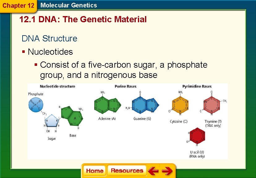 Chapter 12 Molecular Genetics 12. 1 DNA: The Genetic Material DNA Structure § Nucleotides