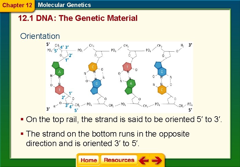 Chapter 12 Molecular Genetics 12. 1 DNA: The Genetic Material Orientation § On the