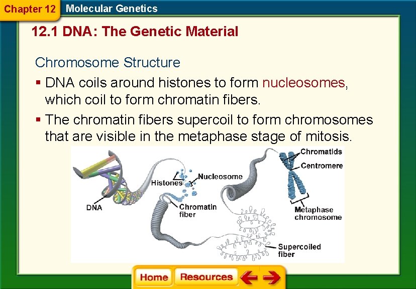 Chapter 12 Molecular Genetics 12. 1 DNA: The Genetic Material Chromosome Structure § DNA