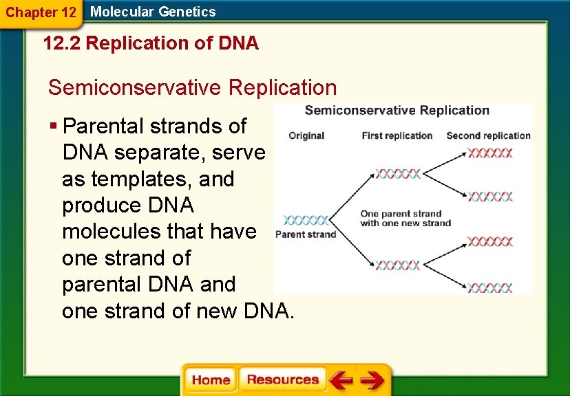 Chapter 12 Molecular Genetics 12. 2 Replication of DNA Semiconservative Replication § Parental strands